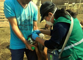 Refuerzan acciones de vacunación y monitoreo en contra la Brucelosis caprina en Lima