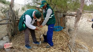 Senasa - Campaña sanitaria gratuita en Piura alcanza a más de 700 animales