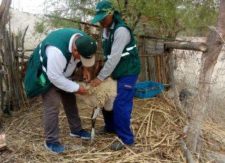 Campaña sanitaria gratuita en Piura alcanza a más de 700 animales