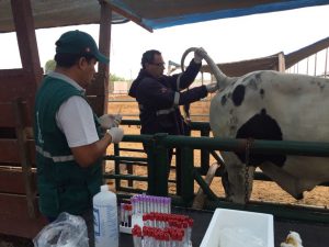 Senasa - Descartan enfermedades en bovinos mejorados genéticamente