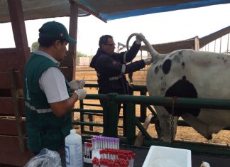 Descartan enfermedades en bovinos mejorados genéticamente