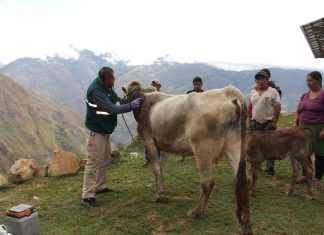 Dos mil animales vacunados contra la rabia en caseríos de Celendín