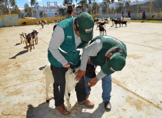 Senasa: Evaluación sanitaria del ganado caprino en Cusco