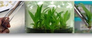 Requisitos fitosanitarios: Importación de plantas in vitro de banano y/o plátano de origen de Egipto