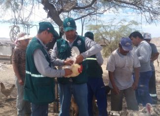 Senasa: Monitoreo para descarte de influenza aviar en Piura