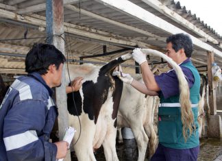 Cajamarca: Monitoreo serológico para descarte de Brucelosis bovina