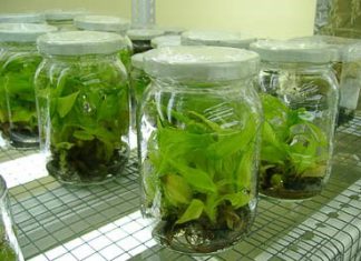 Requisitos fitosanitarios: Importación de plantas in vitro y varas yemeras de durazno y damasco de Argentina