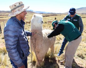 Senasa - Senasa intensifica dosificación de camélidos en Puno