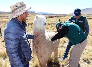 Senasa intensifica dosificación de camélidos en Puno