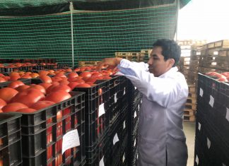 Tacna: Senasa certifica 20 toneladas de tomates para su exportación a Chile