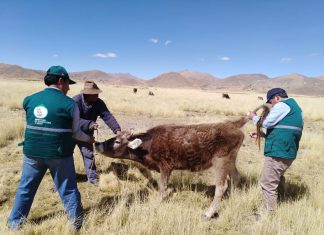 Senasa colecta muestras serológicas en Puno para descarte de enfermedades en el ganado