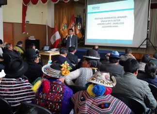 Apurímac: Senasa coordina acciones con criadores para mejorar actividad alpaquera