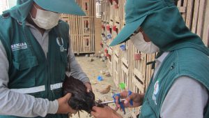 Senasa ejecuta segunda fase de vacunación contra la enfermedad de Newcastle en Lambayeque