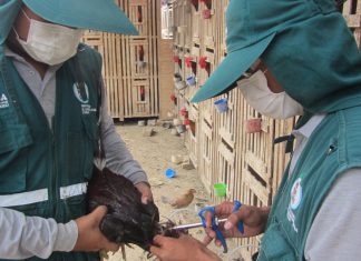 Senasa ejecuta segunda fase de vacunación contra la enfermedad de Newcastle en Lambayeque