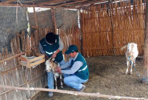 Senasa evalúa condición sanitaria de ganado caprino en Cajamarca