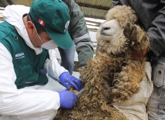 Senasa evalúa ganado en Expo Feria Yauris