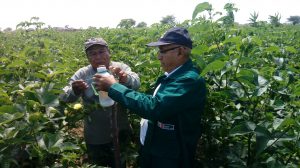 Senasa evalúa incidencia de gusano rosado de la India en cultivo algodonero en Piura