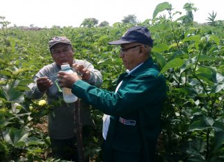 Senasa evalúa incidencia de gusano rosado de la India en cultivo algodonero en Piura