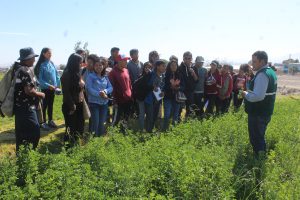 Senasa inicia formación de evaluadores de plagas en cultivo de alfalfa