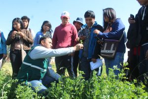 Senasa inicia formación de evaluadores de plagas en cultivo de alfalfa- Arequipa