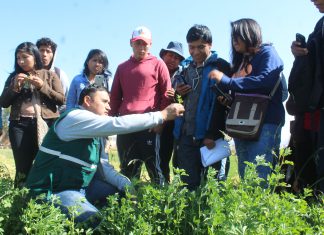 Arequipa: Senasa inicia formación de evaluadores de plagas en cultivo de alfalfa