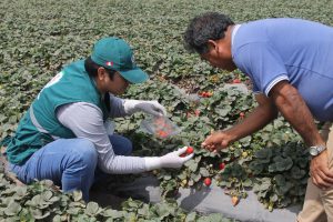 Senasa realiza monitoreo para determinar contaminantes microbiológicos y de plaguicidas en valle de Chillón