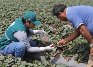 Senasa realiza monitoreo para detectar contaminantes en cultivos de valle del Chillón