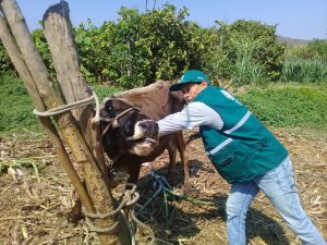 Senasa supera vacunación de mil quinientos bovinos en Tumbes contra Carbunco sintomático