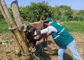 Senasa supera vacunación de mil quinientos bovinos en Tumbes contra Carbunco sintomático