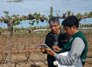 Ica: Senasa ejecuta estudios en viñedos para proyecto de teledetección de plagas