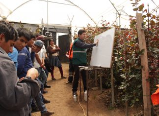 Capacitación en manejo fitosanitario de rosas bajo invernadero en Cajamarca