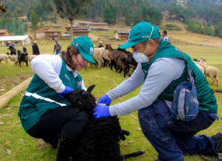 Senasa evaluará más de 500 ovinos para descartar presencia de Maedi-Visna en la región Áncash