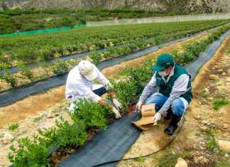 Gobierno fortalece funciones del SENASA