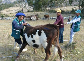DRAA y SENASA: En Acción Cívica atienden 1200 animales de producción en Fajardo