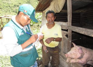 SENASA adopta acciones para prevenir ingreso de Peste Porcina Africana al Perú