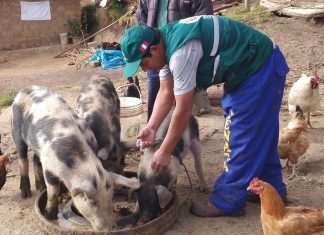 Acciones sanitarias contra peste porcina beneficia a productores de Andahuaylas, Abancay, Chincheros y Aymaraes