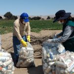 Senasa – Autoridades y agricultores unidos para promover recojo de envases de plaguicidas en Callango