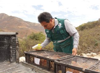 Cajamarca: Cuarentena post entrada de aves procedentes de Brasil