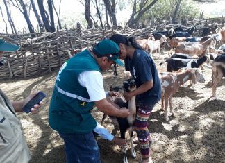 Lambayeque: Desparasitan a más de 5 mil animales en los distritos de Olmos y Salas