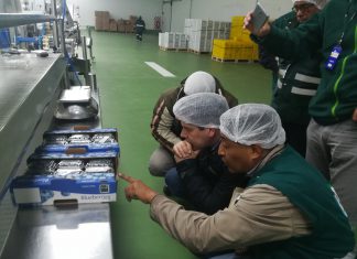 Empacadoras logran superar observaciones para la exportación de arándanos a Chile