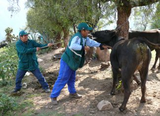 Ayacucho: Más 8 mil animales de producción protegidos contra la rabia