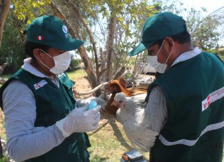 Más de 83 mil 500 aves vacunadas para prevenir enfermedad de Newcastle en Arequipa