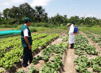 Loreto: Pequeños horticultores son capacitados en el manejo y uso adecuado de plaguicidas agrícolas