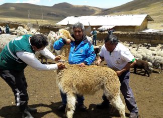La Libertad: Senasa atiende a ganaderos ubicados en zona declarada en emergencia