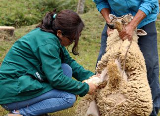 Senasa busca documentar ausencia de enfermedad de ovinos en Cajamarca