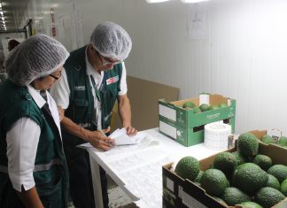 Lambayeque: Senasa certifica más de 28 mil toneladas de palta Hass para exportación