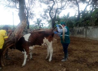 Senasa evalúa condición sanitaria de ganado en trece distritos de Piura