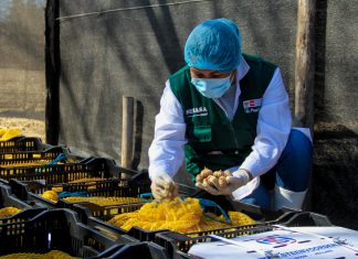 Senasa inspecciona arribo de 24 mil bulbos de gladiolo a Callejón de Huaylas