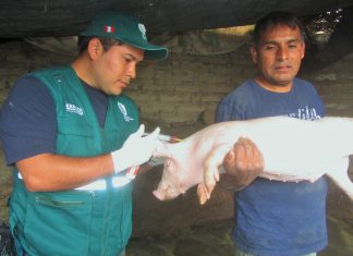 Senasa lanza campaña de vacunación contra Peste Porcina Clásica en Lurín