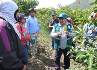 Senasa instruye a productores de Apurímac en técnicas de control de mosca de la fruta